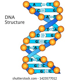 DNA structure, anatomy. Blue orange Helix model diagram. DNA uses four kinds of nitrogenous bases: adenine (A),  cytosine (C), guanine (G), thymine (T). 2D vector, illustration