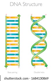 DNA Structure - Base Pairing and Double Helix / Nucleotide, Phosphate, Sugar, and bases. DNA education vector info graphic. DNA strand helix molecule spiral.
