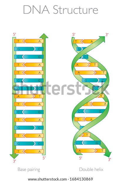 Dna Structure Base Pairing Double Helix Stock Vector (Royalty Free ...