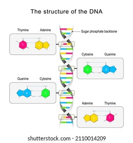 Mutation Chromosome Abnormality Deletions Duplications Translocations ...