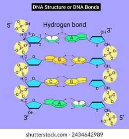 DNA Structure or DNA bonds are the backbone held up by covalent bonds