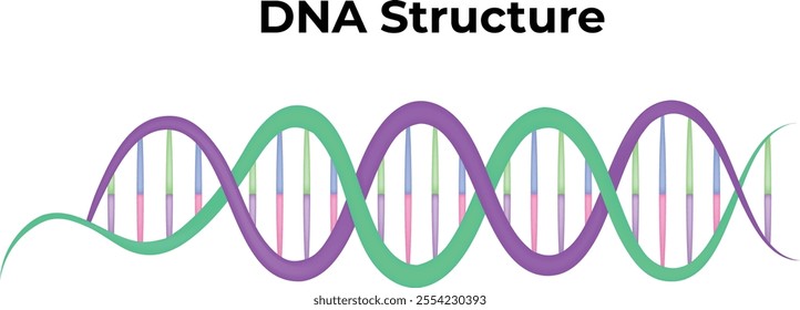 DNA Structure Cell Vector Illustration