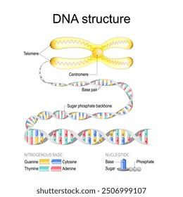 DNA structure. Close-up of Chromosome with Centromere and Telomeres. DNA Double helix with Sugar phosphate backbone and Base pairs. Magnified of Nucleotide and Nitrogenous base.