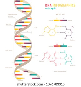 dna double helix structure