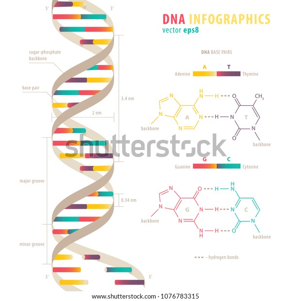 DNA structure,\
colorful infograhic chart
