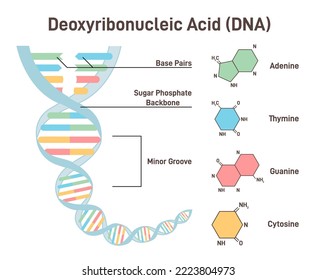 DNA structure concept. Double helix of deoxyribonucleic acid. Adenine, thymine, guanine, cytosine. Biology or anatomy education banner. Flat vector illustration