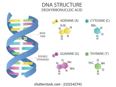 Dna Structure Deoxyribonucleic Acid Medical Vector Stock Vector ...