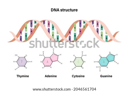 DNA structure. Deoxyribonucleic acids. Nitrogenous base and Sugar phosphate backbone. Thymine, Adenine, Cytosine, Guanine.
