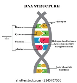 Estructura del ADN. ADN con sus componentes: citosina, guanina, adenina, timidina. Base nitrogena del ADN.Contenido educativo para estudiantes de biología y medicina.Ilustración vectorial.