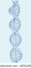 Dna Structure Diagram Vector Art