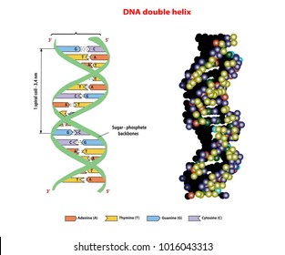 DNA Structure Double Helix In 3D  On White Background. Nucleotide, Phosphate, Sugar, And Bases. Education Vector Info Graphic.
Adenine, Thymine, Guanine, Cytosine.