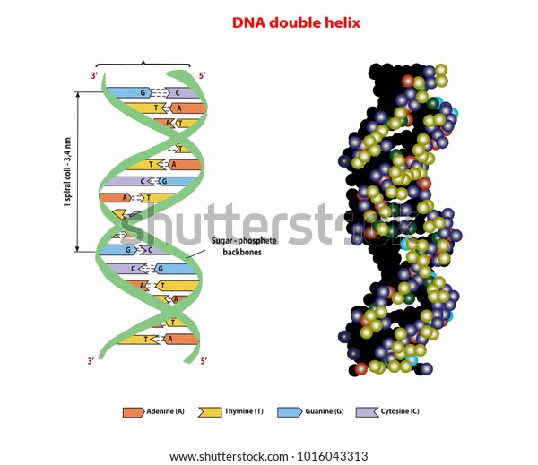 dna helix 3d