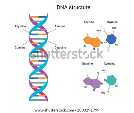 DNA structure. Double helix with adenine, thymine and guanine, cytosine, isolated on white background. Vector Educational illustration
