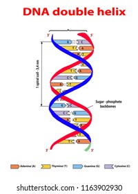 DNA Structure Double Helix Colore  On White Background. Nucleotide, Phosphate, Sugar, And Bases. Education Vector Info Graphic.
Adenine, Thymine, Guanine, Cytosine.