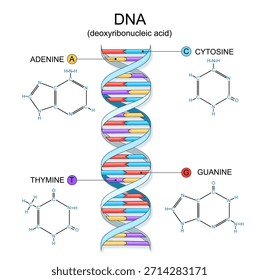DNA structure. Double helix deoxyribonucleic acid. Chemical structural formula and model of Guanine, Cytosine, Thymine, and Adenine molecules. Vector illustration