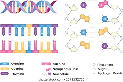 Estructura del ADN: Componentes de doble hélice y nucleótidos