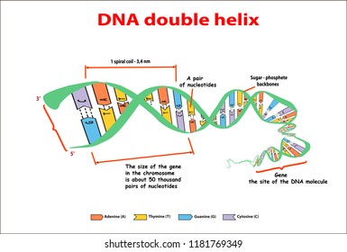 DNA Structure Double Helix On White Background. Nucleotide, Phosphate, Sugar, And Bases. Education Vector Info Graphic. Adenine, Thymine, Guanine, Cytosine Пометка для 