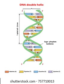 DNA structure double helix  on white background. Nucleotide, Phosphate, Sugar, and bases. education vector info graphic.
Adenine, Thymine, Guanine, Cytosine.