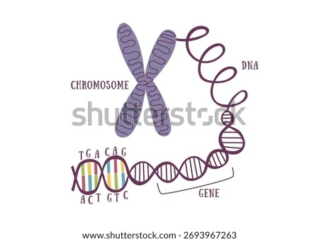 DNA structure and genetic hierarchy diagram. Flat vector illustration showing the structure of genetic material from the chromosome to DNA sequence. Concept of genetics and molecular biology. 