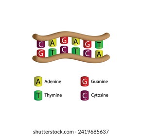 DNA structure isolated on white background. Genetic code. Vector illustration.