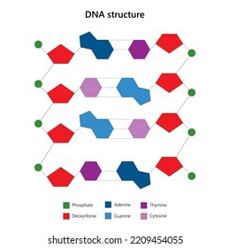 DNA structure. Ladder configuration. Vector illustration.