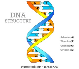 DNA structure model anatomy. Different double color RNA, Blue yellow. DNA spiral diagram. Covalent bands network.  Nucleotide bases names. White background. 2D draw school outline illustration Vector