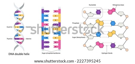 DNA structure. Nitrogenous base. Thymine, Adenine, Cytosine and Guanine, Sugar and Phosphate group. DNA nucleotide.  商業照片 © 