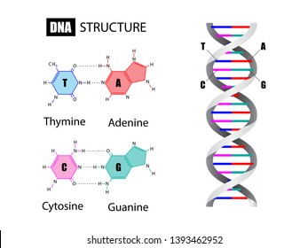 DNA structure and nucleotide base, Deoxyribonucleic Acid, vector illustration eps10