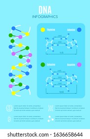 DNA structure and nucleotide base. Deoxyribonucleic Acid. Education vector infographic.