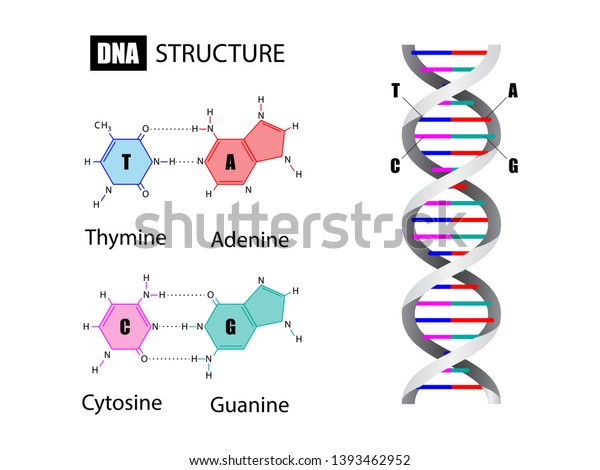 Dna Structure Nucleotide Base Deoxyribonucleic Acid Stock Vector ...