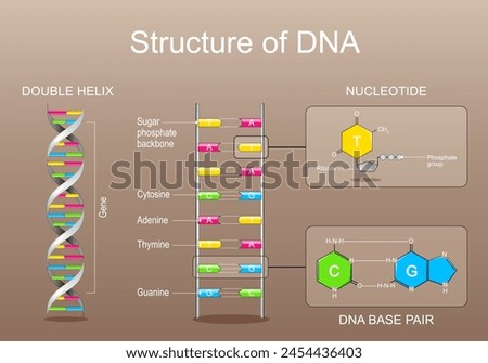 DNA structure. Nucleotide with Phosphate group, Ribose, Adenine, Thymine, Cytosine or Guanine. Close-up of DNA base pair. Gene, DNA and genome sequence. Vector poster. Isometric Flat illustration.