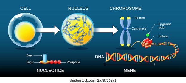 DNA structure. Organization and packaging of genetic material in Chromosome. Epigenetic factor, Methyl group, Gene, DNA, Chromosome, Chromatin. Genome sequence. Vector Isometric Flat  illustration