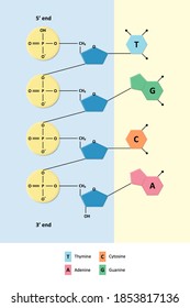 DNA structure, Partial chemical structure, Nitrogenous base and Sugar phosphate backbone, Molecular biology