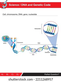 DNA structure for science, DNA and genetics (turkish: Hücre, gen, kromozom, nükleotidler)