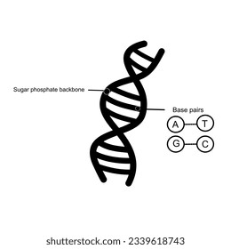 The DNA structure that shows important component: Sugar phosphate backbone and Complementary base pairs (Adenine, Thymine, Guanine and cytosine)