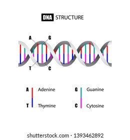 DNA structure vector, Deoxyribonucleic Acid, vector illustration eps10