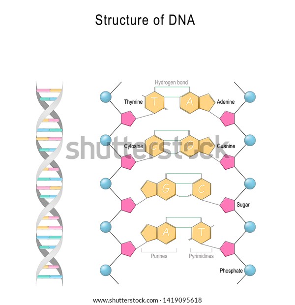DNA structure. Vector diagram for your\
design, educational, science and medical\
use
