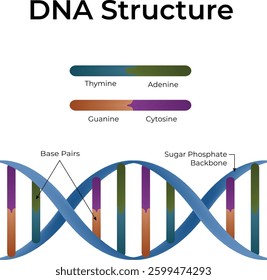 DNA Structure A Visual Guide to Base Pairs and Double Helix Vector Illustration