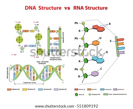 DNA structure vs RNA structure. DNA structure vs RNA structure. Nucleotide, Phosphate, Sugar, and bases. education vector  info graphic. DNA and RNA strand helix molecule spiral. 