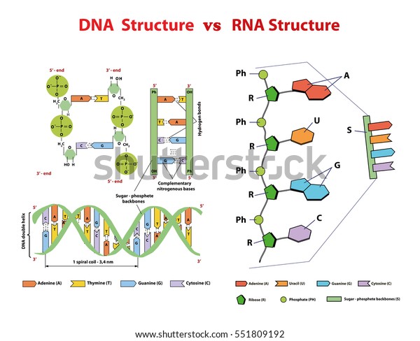 Dna Structure Vs Rna Structure Dna Stock Vector Royalty Free