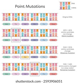 DNA substitution, deletion, and insertion point mutations diagram