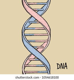 DNA symbol. DNA helix symbol. Gene icon. Hand draw vector illustration on white background