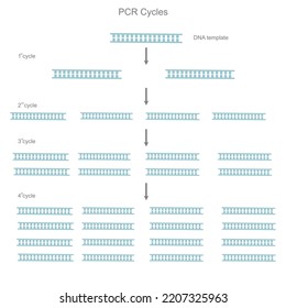 Die DNA-Vorlage wurde durch ein Echtzeit-PCR-Verfahren verstärkt, bei dem die Kopiennummer jedes Zyklus dargestellt wurde.