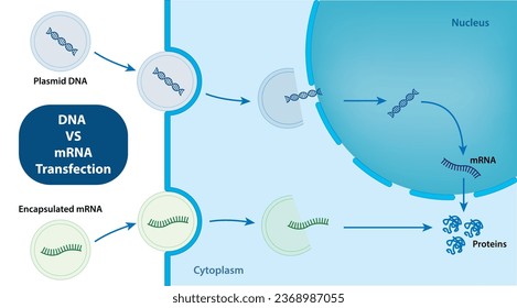 DNA transfection vs mRNA transfection vector and illustrator