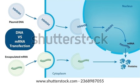 DNA transfection vs mRNA transfection vector and illustrator Stock photo © 