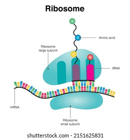 DNA Translation in the Ribosome Diagram