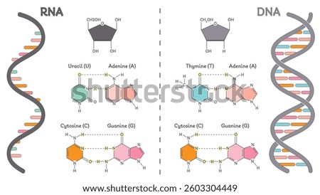 DNA versus RNA genomic educational diagram