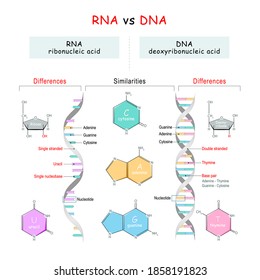 Dna Vs Rna Comparison Similarities Differences Stock Vector (Royalty ...