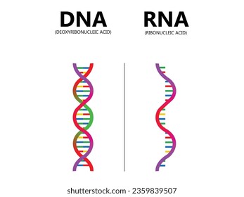 DNA vs. RNA, Vektorgrafik. Bildungs-Gensäure-Erklärungsdiagramm. Nucleobase-Strukturkennzeichnung. Vergleich der Unterschiede in der Kette zwischen Ribonukleinsäure und Desoxyribonukleinolekül.