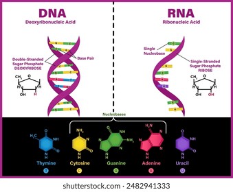 DNA vs RNA vector illustration diagram. Comparison between  Ribonucleic and deoxyribonucleic molecule helix chain 